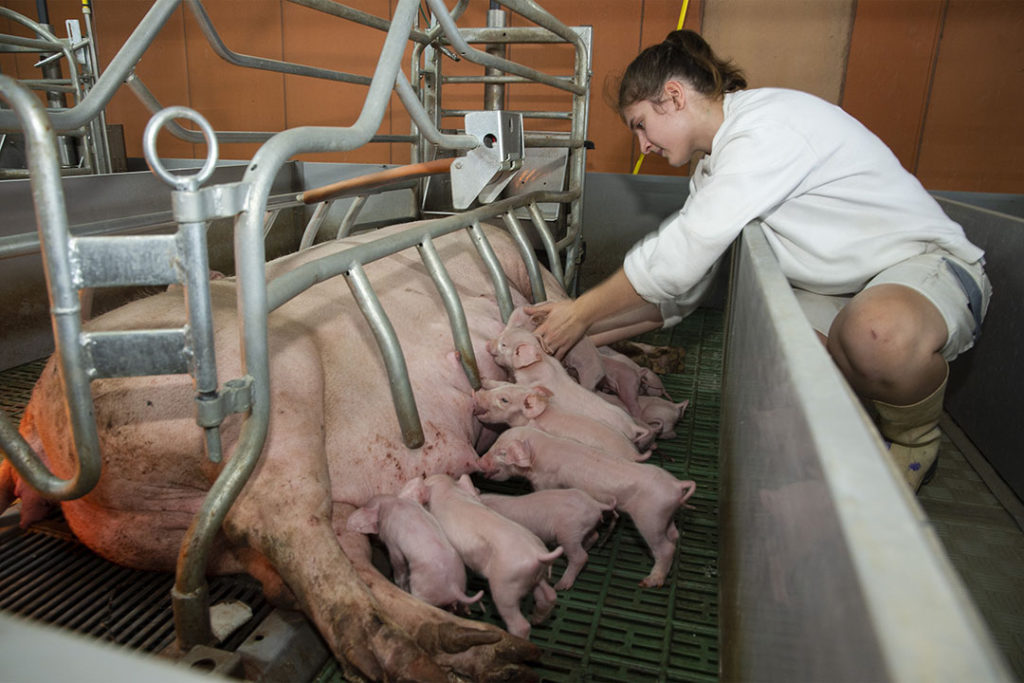 En ce début d’année, la génétique Axiom s’illustre dans Pig Progress ! ?