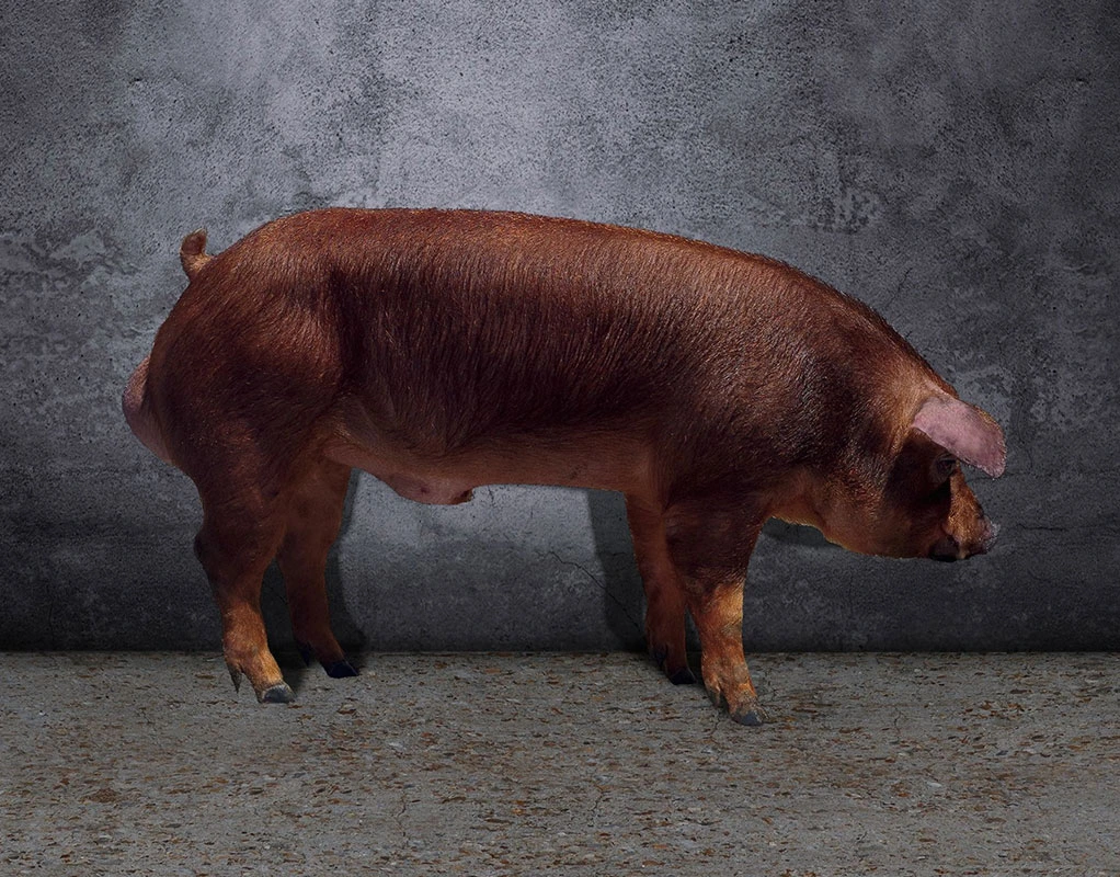 Duroc