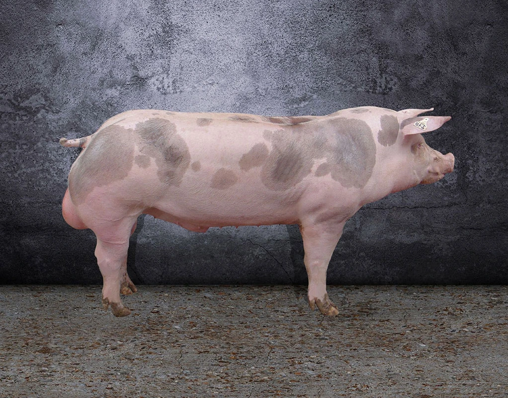 Piétrain Perf' & Saphir