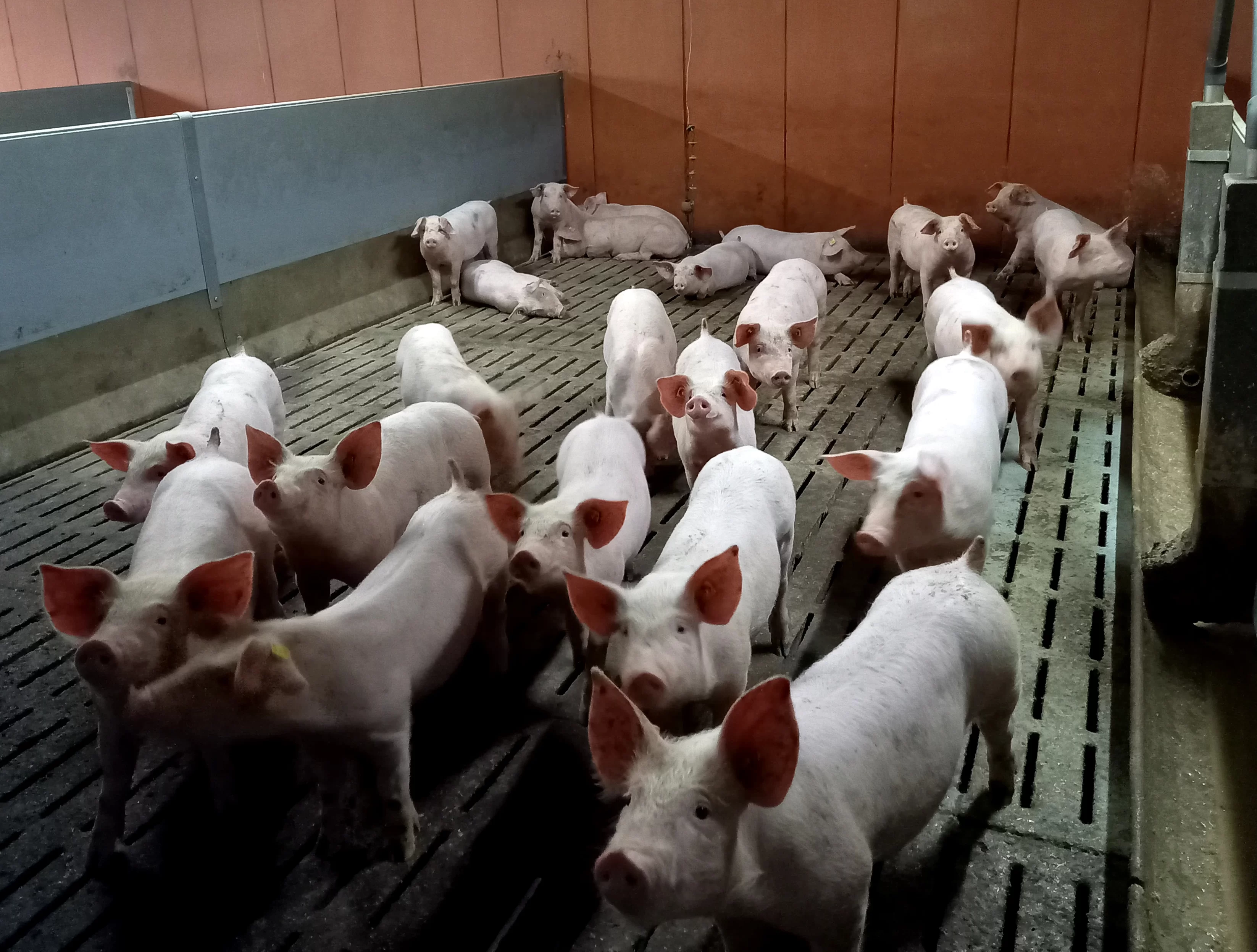 Piglets on slatted floors at EARL de la Cazerie