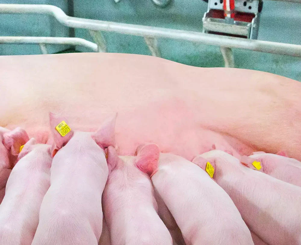 qualités maternelles de la CG36