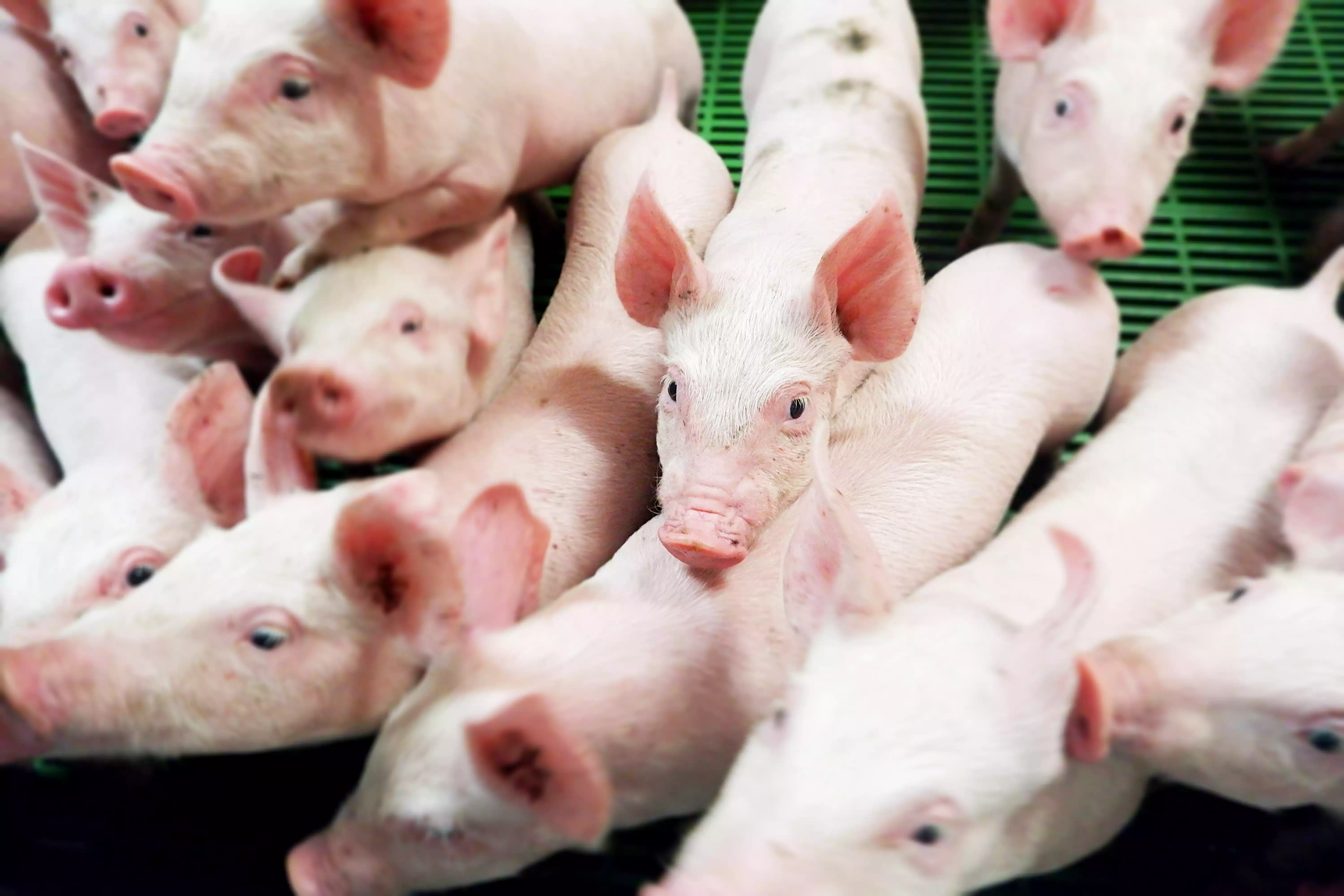 Cochettes Adénia sur leur caillebotis au sein de l'élevage SCEA Montafilan