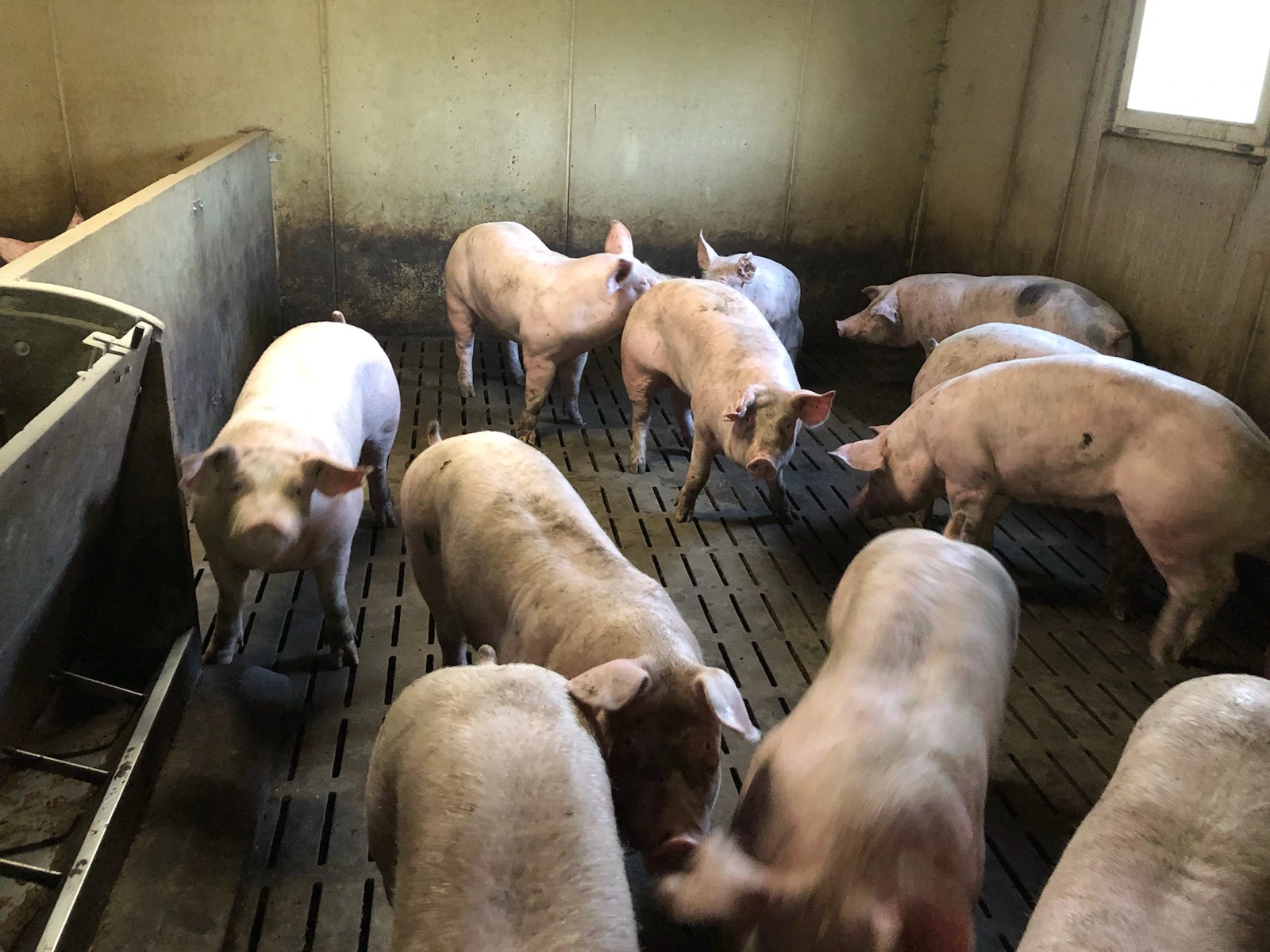 Valens boars in their hutches