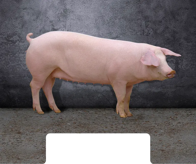 Truie Landrace