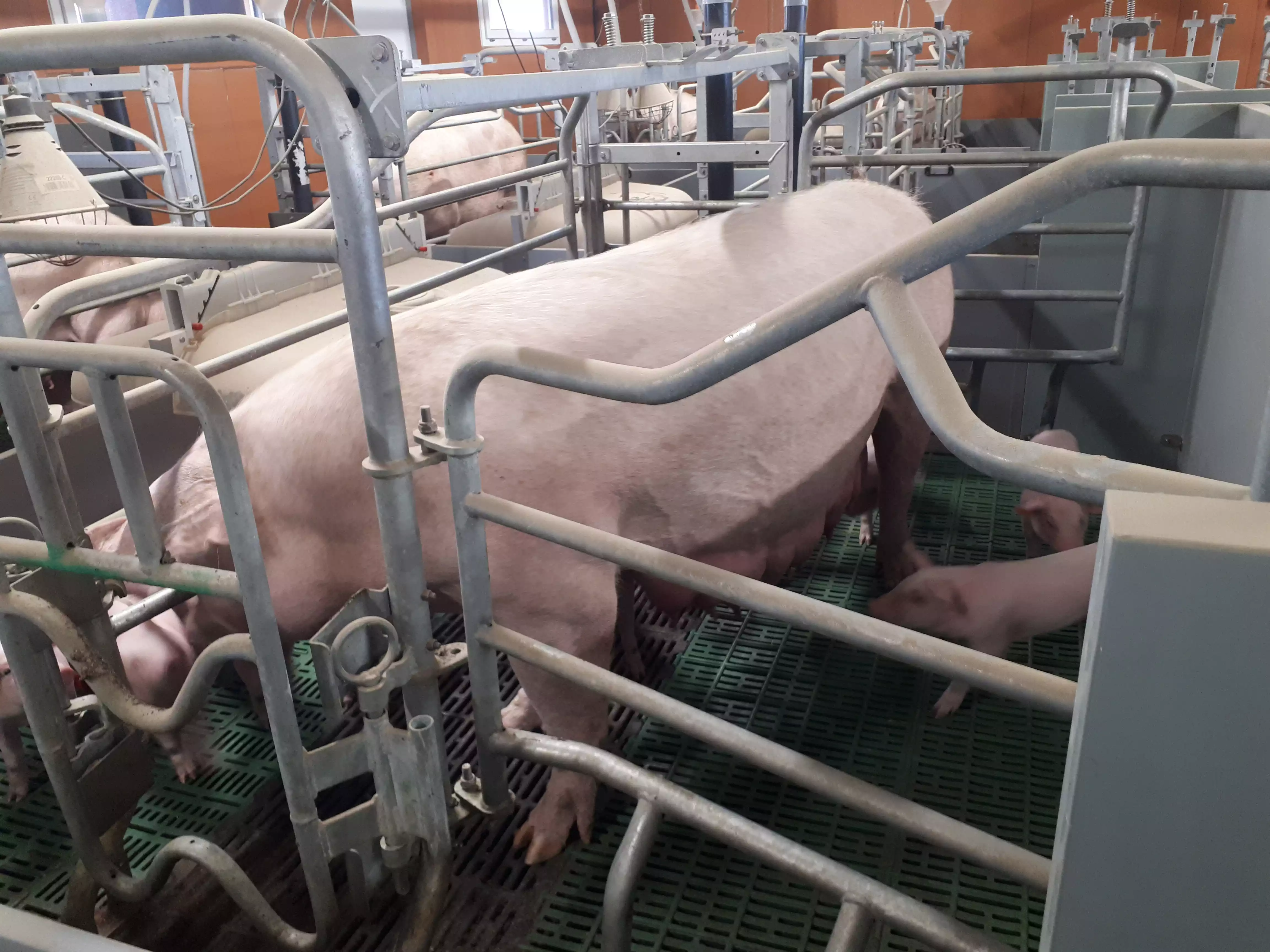 Photo prise dans l'élevage Earl du Clos, avec des truies et porcelets en maternité liberté, où la truie n'est pas bloquée.