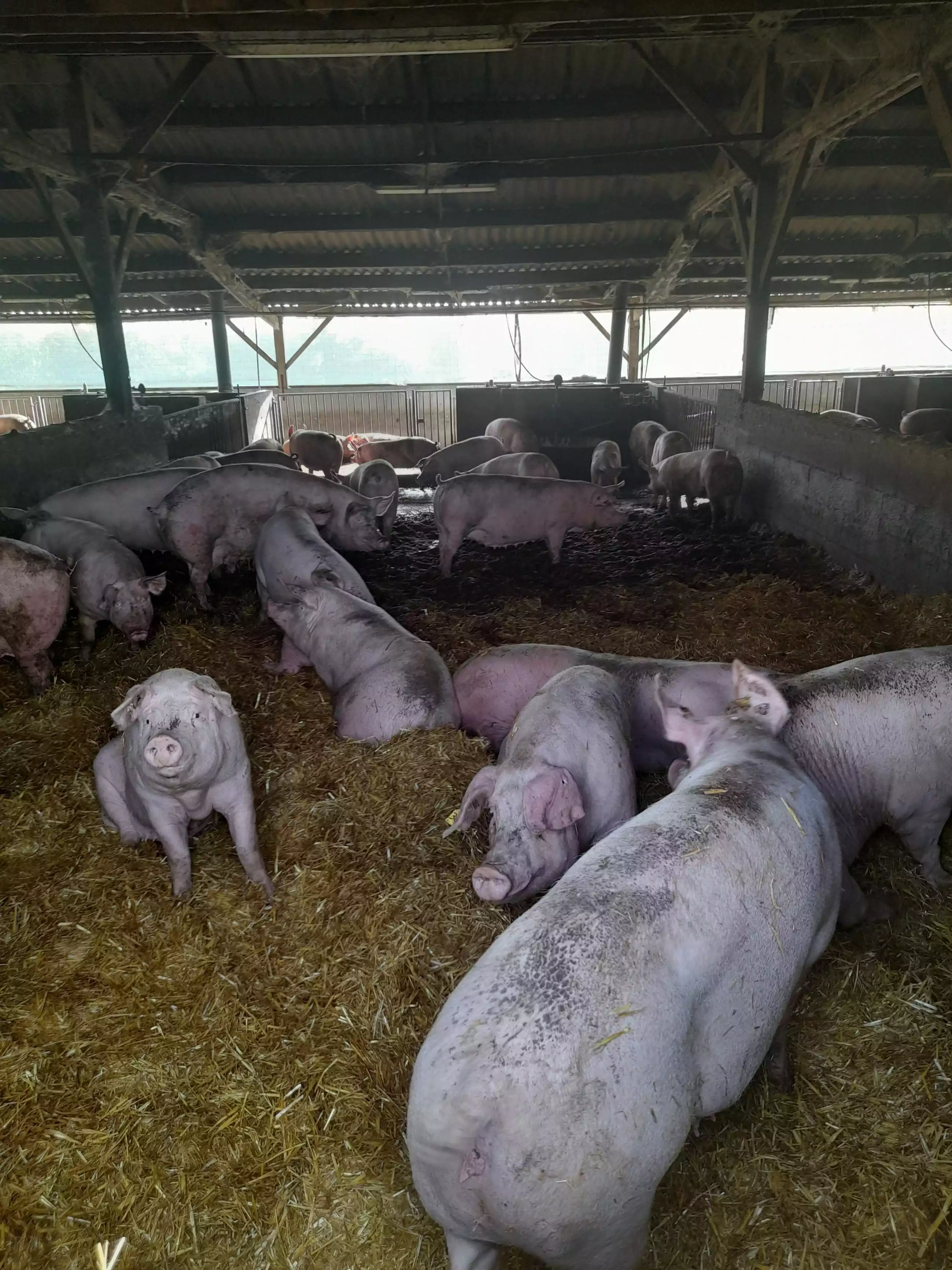 Adénia sows, on straw, outdoors and under roof, at SARL La Morissais