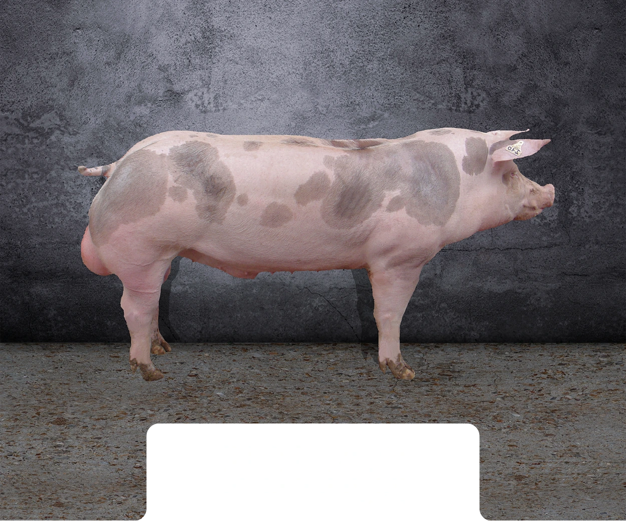 Piétrain ultra perf saphir