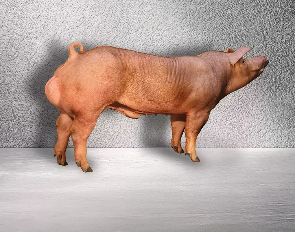 Photo de profil du verrat XXV