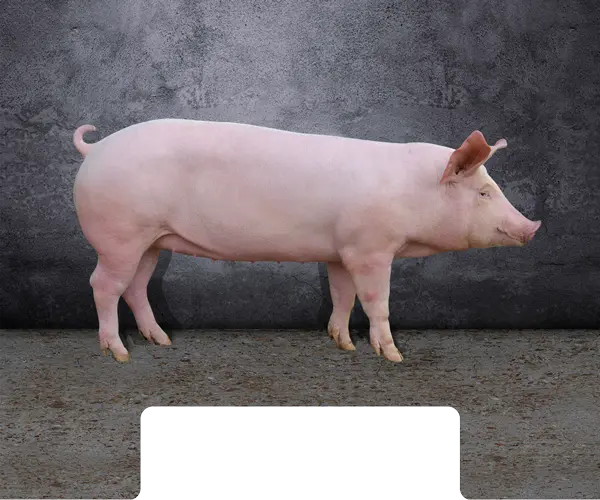 Cochette Adénia