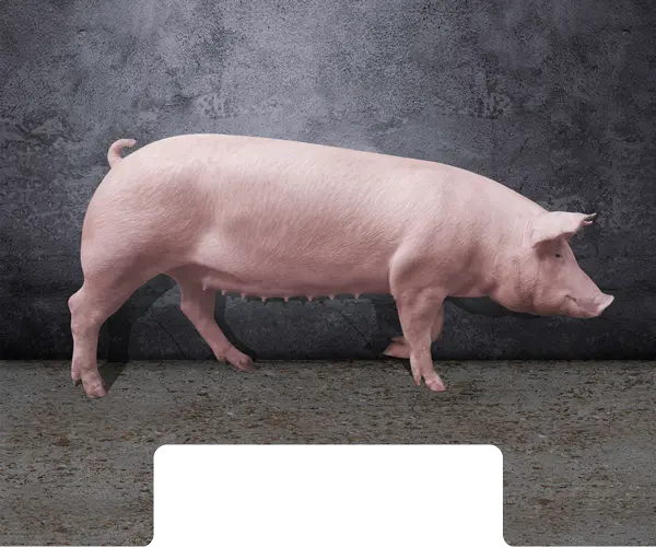 Cochette CG36
