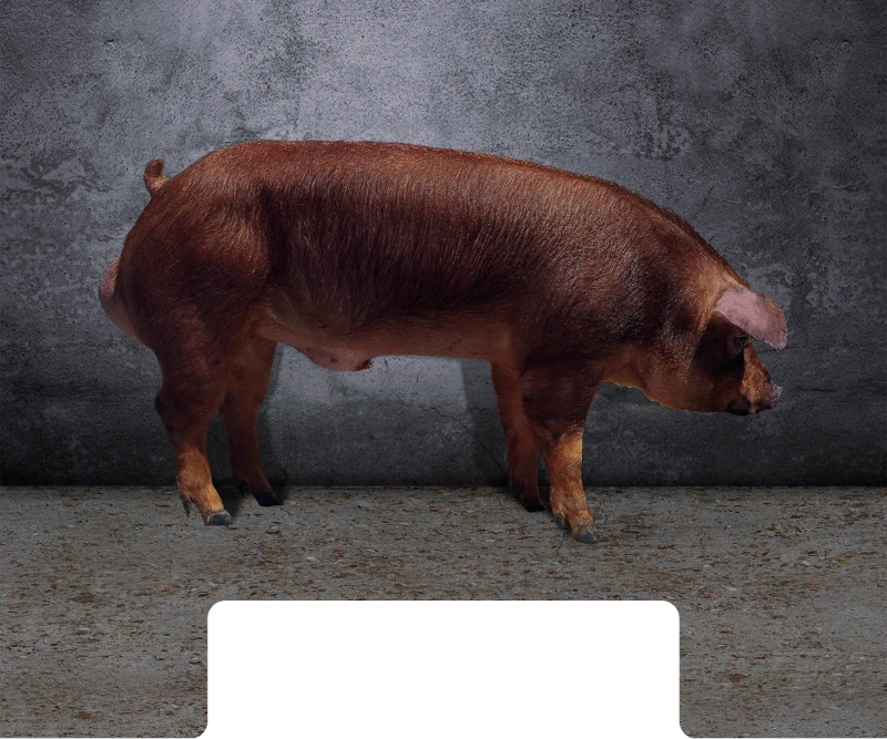 Duroc Axiom