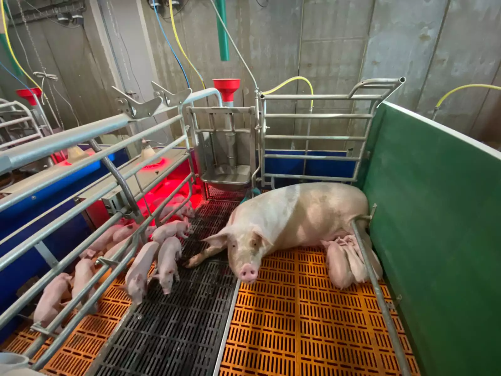 Photo d'une truie Vénus et de ses porcelets en maternité liberté (la truie est libre de ses mouvements dans la case).